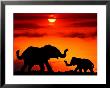 Adult And Young Elephants, Sunset Light by Russell Burden Limited Edition Print