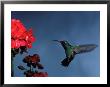 Broad-Billed Hummingbird Flying Next To Flowers by Fogstock Llc Limited Edition Print