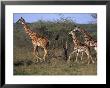 Masai Giraffes, Tarangire National Park, Tanzania by Robert Franz Limited Edition Print
