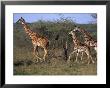 Masai Giraffes, Tarangire National Park, Tanzania by Robert Franz Limited Edition Print