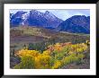 Colorful Aspens In Logan Canyon, Utah, Usa by Julie Eggers Limited Edition Print