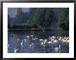 Swans On River Avon, Stratford-On-Avon, England by Nik Wheeler Limited Edition Print