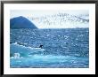 Adelie Penguin Strolls Across Rocky Beach, Antarctic Peninsula by Howie Garber Limited Edition Print