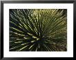 A Lechuguilla Plant In The Desert by Stephen Alvarez Limited Edition Print