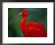 Portrait Of A Captive Scarlet Ibis by Joel Sartore Limited Edition Print