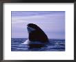 A Bowhead Whale, Also Known As A Greenland Right Whale by Paul Nicklen Limited Edition Print