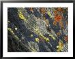 A Close View Of Crustose Lichens Growing On Tombstone Slate by Sylvia Sharnoff Limited Edition Print