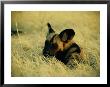 Cape Hunting Dog Resting In The Grass by Beverly Joubert Limited Edition Print