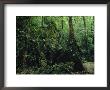Woodland View Of A Polynesian Forest With Mosses, Vines, Trees And Ferns by Tim Laman Limited Edition Pricing Art Print
