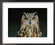 Close Up Of An African Eagle Owl by Joel Sartore Limited Edition Pricing Art Print