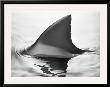 Shark Fin by Howard Sokol Limited Edition Print