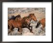 Wild Horses Running Through Desert, Ca by Inga Spence Limited Edition Print
