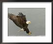 Bald Eagle In Landing Posture, Homer, Alaska, Usa by Arthur Morris Limited Edition Print