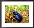 Blue Poison Dart Frog, Surinam by Andrew Bee Limited Edition Print