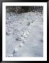 Trail Of Lynx Tracks In The Snow by Paul Nicklen Limited Edition Print