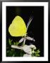 A Common Grass Yellow Butterfly Feeds On A Flower by Jason Edwards Limited Edition Pricing Art Print