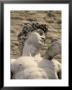 Statue Of David In Piazza Della Signoria, Florence, Italy by Walter Bibikow Limited Edition Print