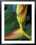 Flowers Of Heliconia In The Carara Biological Reserve, Costa Rica by Scott T. Smith Limited Edition Print