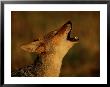 Barking Black-Backed Jackal by Beverly Joubert Limited Edition Print