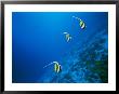 Longfin Bannerfish Swim Near Rongelap Atoll by Emory Kristof Limited Edition Print