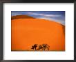 Tree In The Namib Desert, Namibia by Walter Bibikow Limited Edition Print