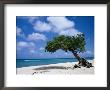 Divi-Divi Tree, Aruba by Jennifer Broadus Limited Edition Print