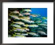 School Of Yellow Goatfish by Larry Lipsky Limited Edition Print