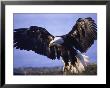 Bald Eagle, Haliaeetus Leucocephalus by Mark Newman Limited Edition Pricing Art Print