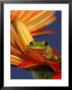 Squirrel Treefrog, Hyla Squirrel Oh by Priscilla Connell Limited Edition Print
