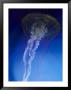 Jellyfish by Harold Wilion Limited Edition Pricing Art Print