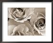 Three White Roses by Robert Cattan Limited Edition Print