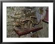 Winemaking Tools In Cellar Of Lucien Muzard, Santenay, Cote D'or, Bourgogne, France by Per Karlsson Limited Edition Print
