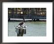 Pelican And Sea Birds On Post, Key West, Florida, Usa by R H Productions Limited Edition Print