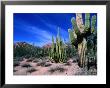Saguaro Forest, Organ Pipe Cactus National Monument In The Sonoran Desert, Arizona, Usa by Carol Polich Limited Edition Print