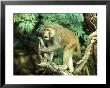 Rhesus Macaque, Aggression, India by Mike Powles Limited Edition Pricing Art Print