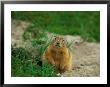 An Arctic Ground Squirrel In Pauses By Its Burrow by Norbert Rosing Limited Edition Print