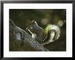 Gray Squirrel Eating A Nut by Klaus Nigge Limited Edition Pricing Art Print
