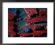 Aerial View Of Thousands Of Red And Blue Crates In A Storage Depot, Melbourne, Australia by Rodney Hyett Limited Edition Print