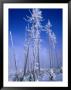 Hoarfrosted Trees, Yellowstone National Park, Wyoming, Usa by Carol Polich Limited Edition Print