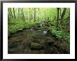Small Stream In Dense Forest Of Great Smoky Mountains National Park, Tennessee, Usa by Darrell Gulin Limited Edition Print