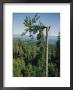 A Lumberman Tops A Sitka Spruce by W. E. Garrett Limited Edition Print
