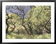 Oak Trees Stretch Gnarled Branches Skyward by Annie Griffiths Belt Limited Edition Pricing Art Print