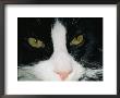 Close View Of A Black And White Tabby Cat by Brian Gordon Green Limited Edition Print