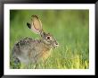 Close View Of A Black-Tailed Jackrabbit by Joel Sartore Limited Edition Print