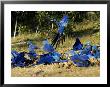 Hyacinth Macaws, Flock Of Parrots Eating Brazil Nuts, Brazil by Roy Toft Limited Edition Print