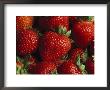 Fresh Strawberries by Taylor S. Kennedy Limited Edition Pricing Art Print