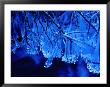 Icicles On Branches, Ireland by Gareth Mccormack Limited Edition Pricing Art Print