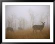 A Group Of White-Tailed Deer Does Eating In Morning Fog by Raymond Gehman Limited Edition Print