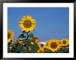 Sunflowers, Andalusia, Spain by Mark Dyball Limited Edition Pricing Art Print
