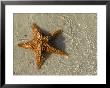 Starfish On The Beach by Alan Veldenzer Limited Edition Pricing Art Print
